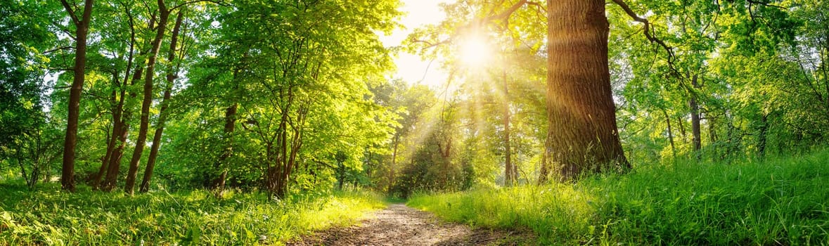 Beautiful background of the natural park with narrow trail in summer. Panoramic view.