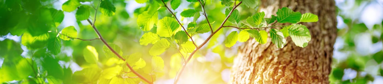 Panoramic view of the fresh foliage in natural park. Beautiful background of the sunshine in the forest.