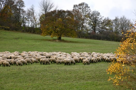 Herd of sheep in the Rhön- Landscape conservationists on four legs