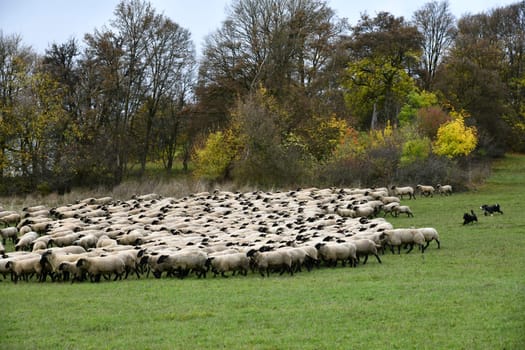 Herd of sheep in the Rhön- Landscape conservationists on four legs