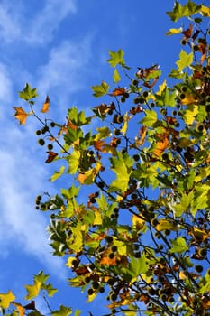 maple-leaved plane tree with fruits and beautiful autumn colors