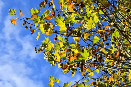 maple-leaved plane tree with fruits and beautiful autumn colors