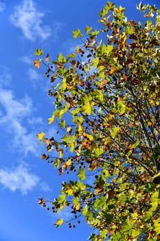 maple-leaved plane tree with fruits and beautiful autumn colors
