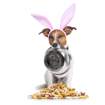 easter bunny ears jack russell dog , hungry with  food bowl in mouth, behind mound of bowl , isolated on white background