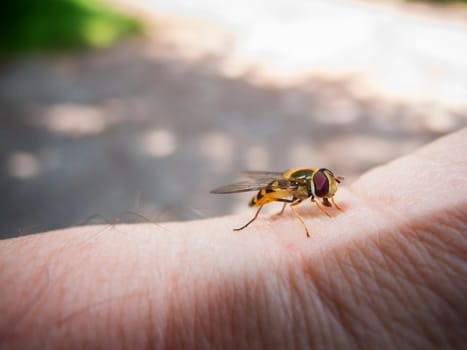 Three-quarter view of a Spring Hoverfly (Lat: Meliscaeva cinctella) on photographer's wrist against blurred natural background. Finding place: Bavaria 2022.