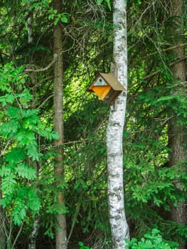 View of a bird house on a birch at the edge of the forest in Bavaria.