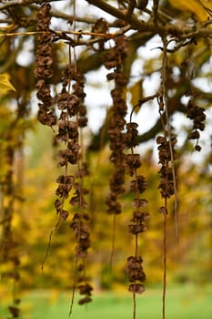 wingnut with colorful autumn colors