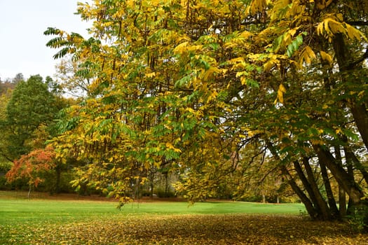 wingnut with colorful autumn colors