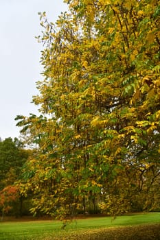 wingnut with colorful autumn colors