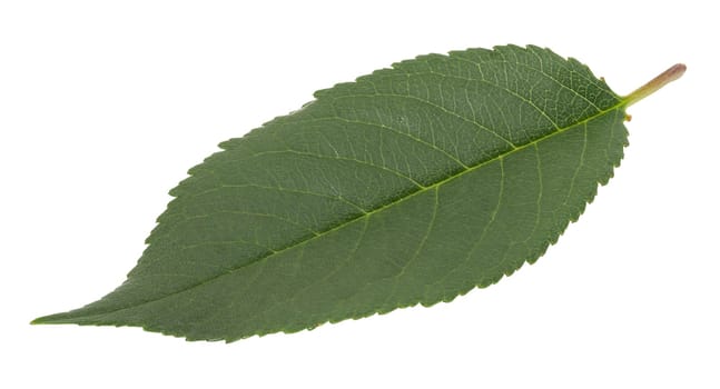 Green cherry leaf on white isolated background