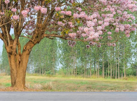 Tabebuia or Pink trumpet flower tree in full bloom