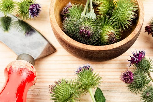 Burdock plant with flowers, herbal medicine. Top view