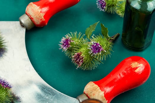 Burdock plant with flowers, herbal medicine. Top view