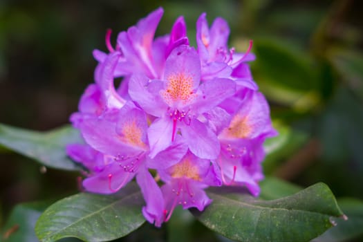 Close-up shot of a pink rhododendron flower, also called lali gurans in Nepal