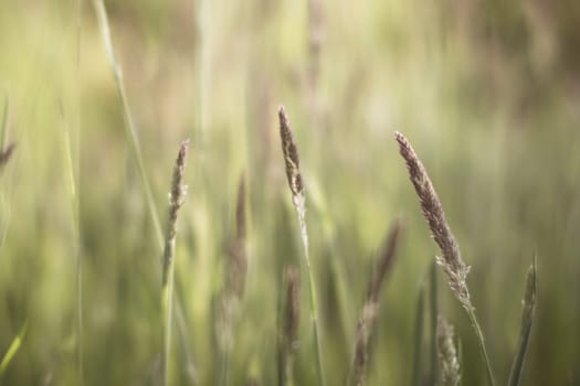 Dreamy and soft, selective focus closeup shot of grass and seeds. Cinematic look.