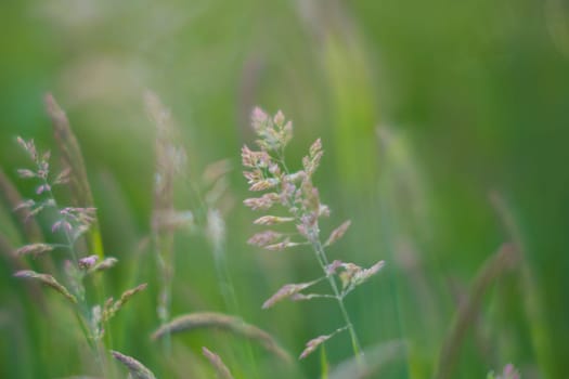 Dreamy and soft, selective focus closeup shot of grass and seeds.