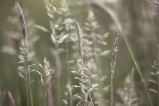 Dreamy and soft, selective focus closeup shot of grass and seeds. Cinematic look.