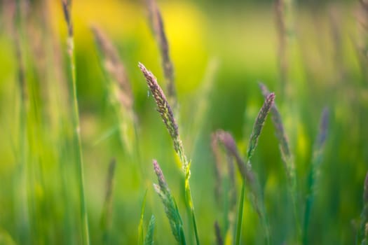 Dreamy and soft, selective focus closeup shot of grass and seeds