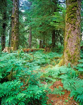 Forest in Olympic National Park, Oregon