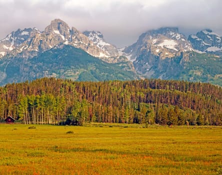 Fields and forest in Grand Teton , Wyoming