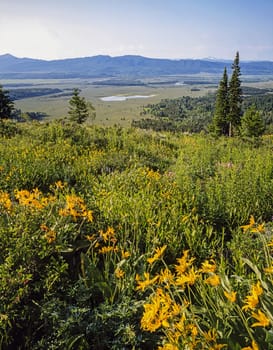 Meadows in Jackson Hole, Wyoming