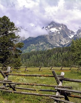 Field in Grand Teton, Wyoming