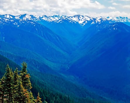 Hurricane Ridge in Olympic National Park, Washington