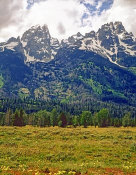 Field in Grand Teton, Wyoming