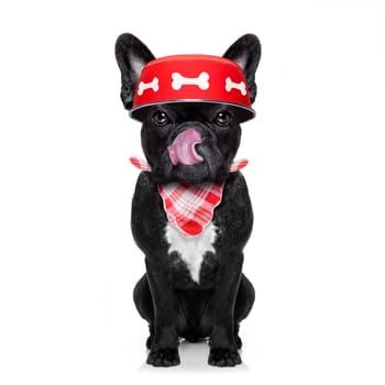 hungry  french bulldog  dog holding food bowl and licking with tongue, isolated on white background