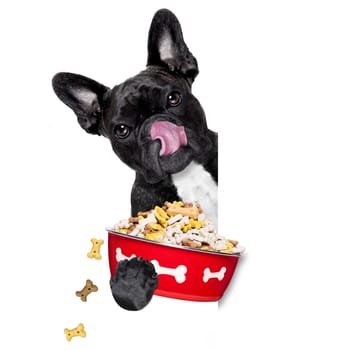 hungry  french bulldog  dog holding food bowl and licking with tongue, isolated on white background