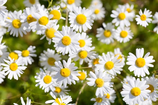 Plenty of Ox-eye Daisy Flowers.