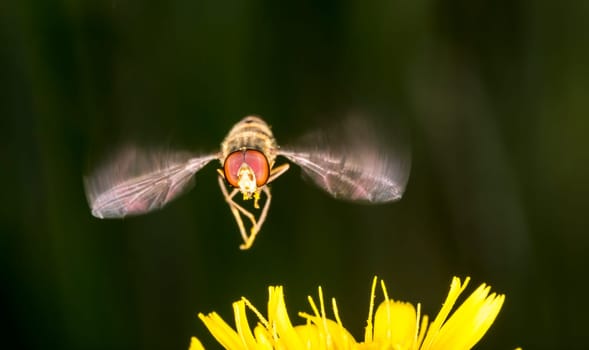 Marmalade Hoverfly Flying above Flower close up.