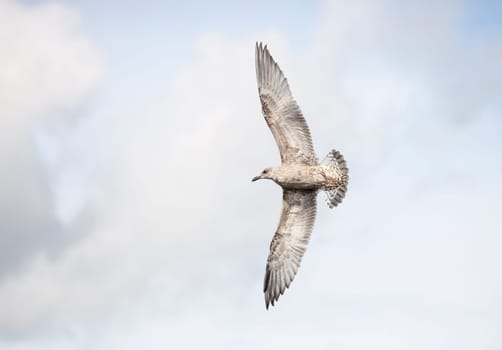 Young Seagull Flying with a cloudy background.
