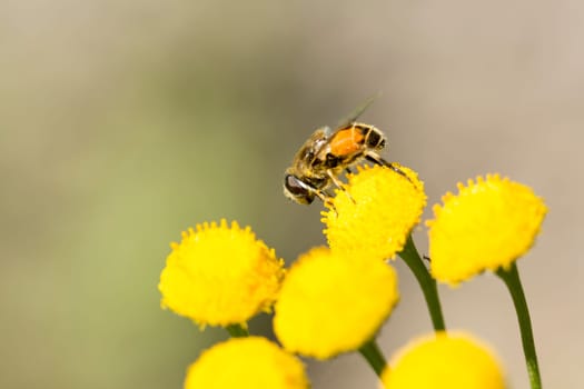 Insect Covered in Pollen on Flower close up.