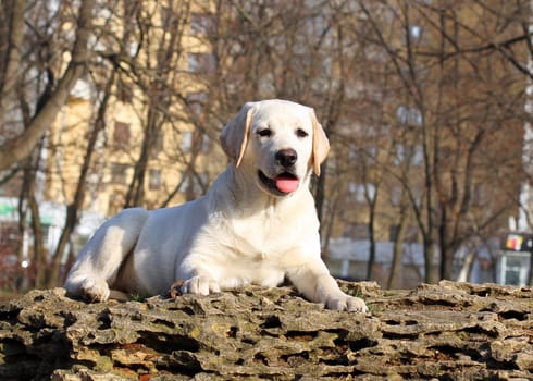 yellow nice labrador puppy in the garden