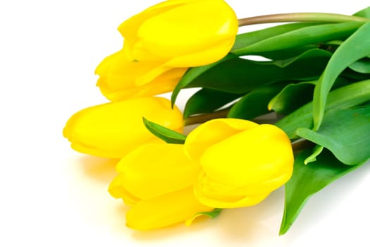 Beautiful Yellow tulips Isolated on White Background