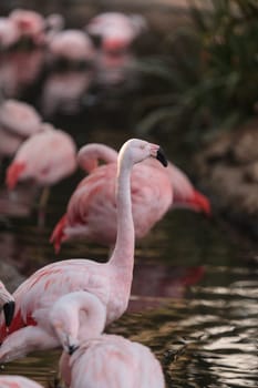 The Chilean flamingo, Phoenicopterus chilensis, is bright pink freshwater bird found in streams and lakes.