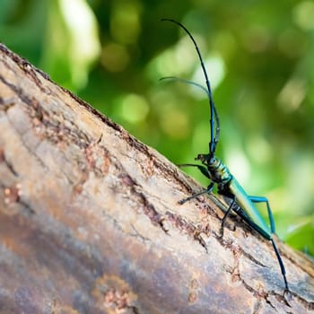 Musk beetle (Aromia moschata) on a tree trunk in summer in the wild