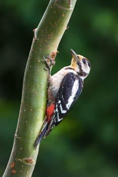 A scenic view of a great spotted woodpecker perched on a wooden branch on a blurred background