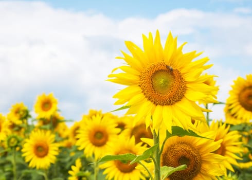 field of sunflowers blue sky without clouds