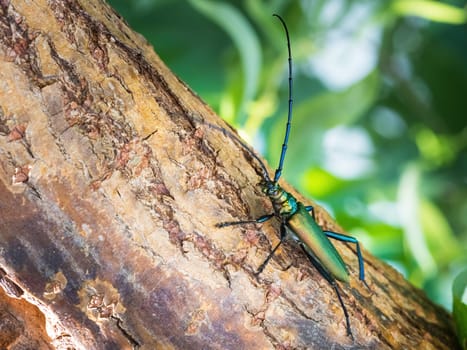 Musk beetle (Aromia moschata) on a tree trunk in summer in the wild