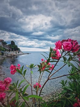Pink Nerium Oleander flowers on the bulgarian coastline with a view to the Black Sea. The old town of Nessebar, Burgas Region, Bulgaria