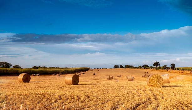 landscape of the argentinian countryside with bales of wheat for fodder
