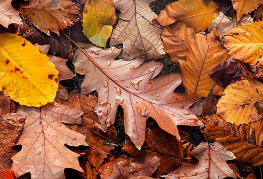 Autumn puddle with reflections of trees and fallen yellow leaves. Cloudy day after the rain. Natural background. Rainy weather forecast. Colorful autumn leaves laying on the wet pavement during