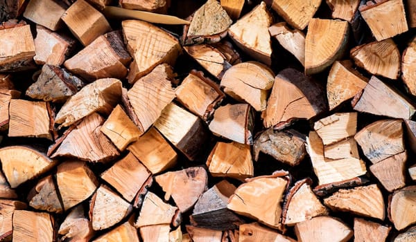 Fresh picked mushrooms in front of stacked firewood