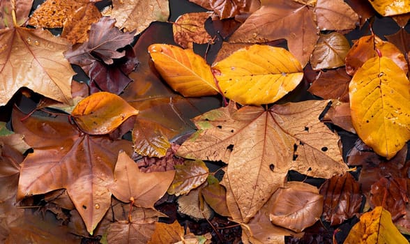 Yellow maple leaves on the asphalt next to a puddle. Abstract autumn background from the fallen maple leaves. Golden autumn.
