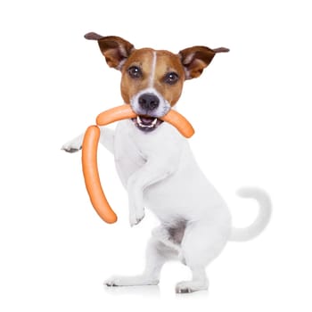 jack russell hungry dog with sausage wiener hot dog in mouth , isolated on white background