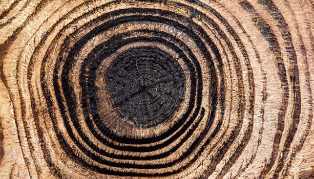 Cross-section of the walnut tree with growth rings. The abstract circular pattern of the wood stump slice