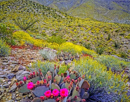 Blooming Desert in Anza-Borego, California