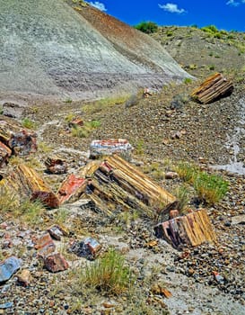 Petrified Forest, Arizona